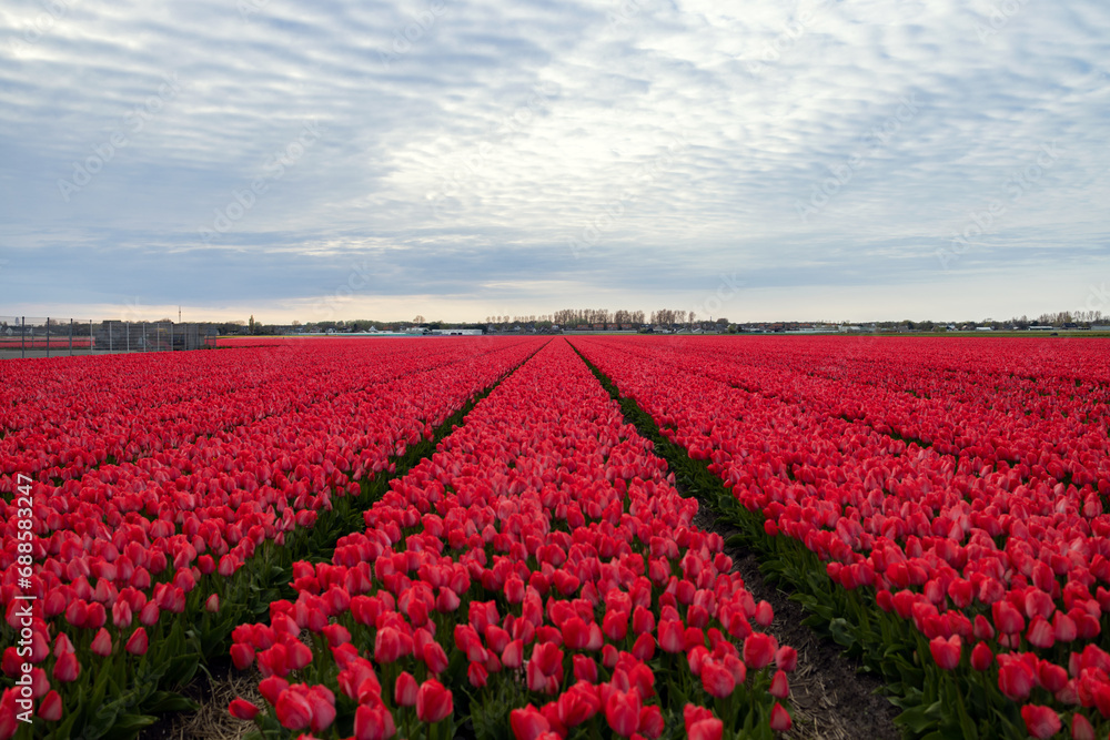 Lots of red blooming tulips on the field