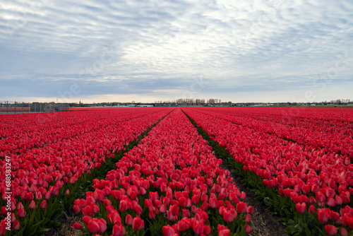 Lots of red blooming tulips on the field