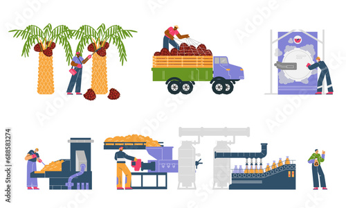 Palm oil production process, set of flat vector illustrations isolated on white background.