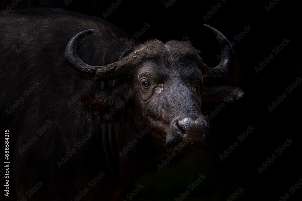 Out of the dark steps a Cape buffalo, Kruger Park. Out of the dark steps a Cape buffalo, Kruger Park.