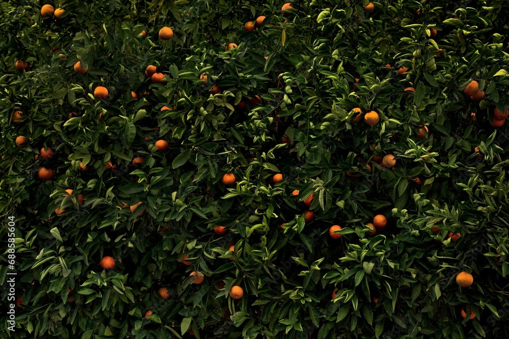 Picturesque grove of orange trees with lush branches full of ripe, juicy oranges