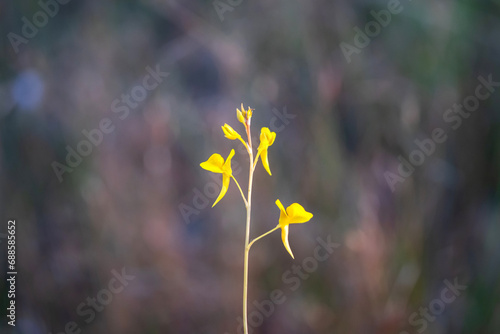 Fototapeta Naklejka Na Ścianę i Meble -  Blurred background macro grass nature.Macro  small flower in fields background.Beautiful close-up image of fresh green grass with minimal grass in natural meadow  on warm summer morning with blurred.
