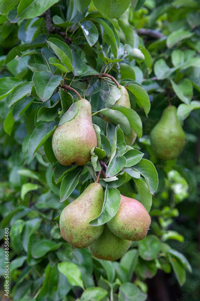 Shiny delicious pears hanging from a tree branch in the orchard.. Shiny delicious pears hanging from a tree branch in the orchard..