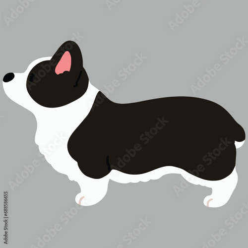 Simple and cute illustration of black Corgi in side view flat colored