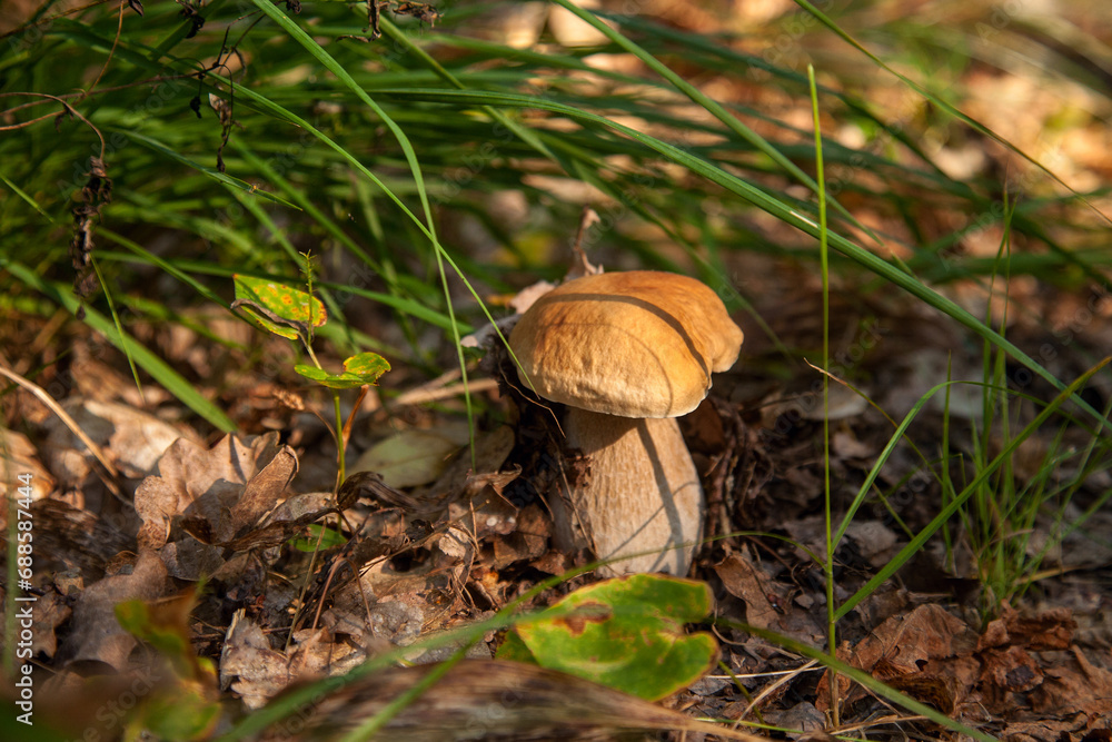 Boletus mushroom in the wild. Porcini mushroom grows on the forest floor at autumn season.. Boletus mushroom in the wild. Porcini mushroom grows on the forest floor at autumn season..