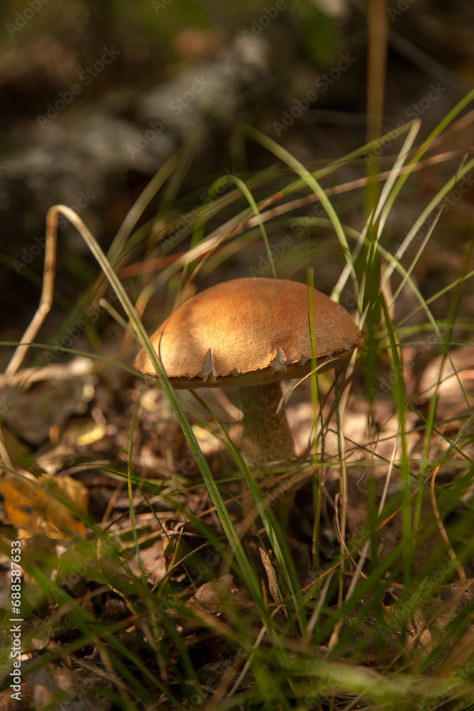 Close up view of brown cap boletus growing in forest.. Close up view of brown cap boletus growing in forest..
