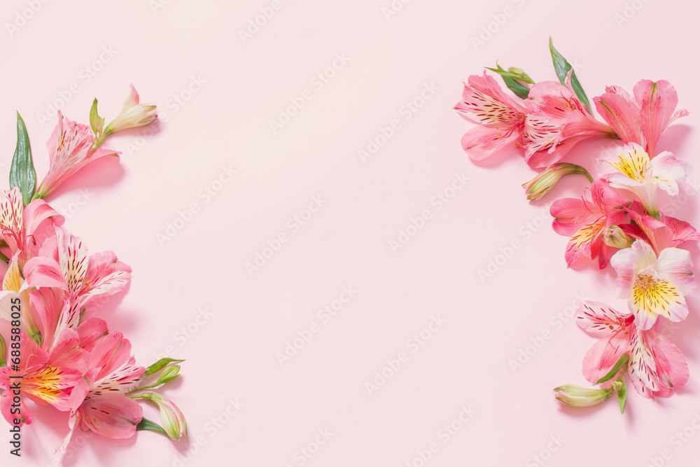 alstroemeria flowers on pink background