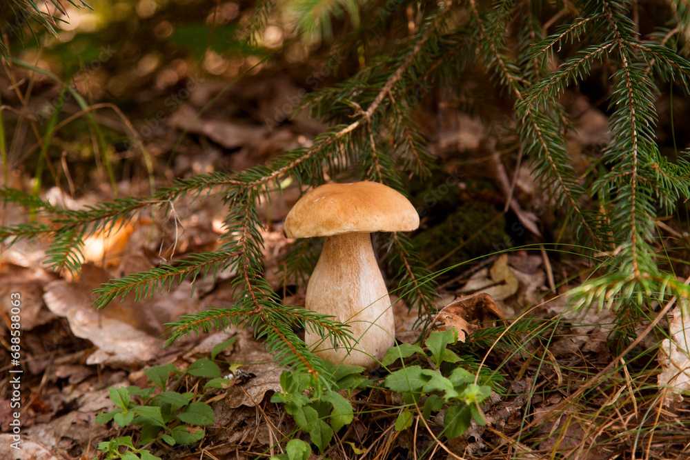 Fototapeta premium Porcini mushroom growing in pine tree forest at autumn season..