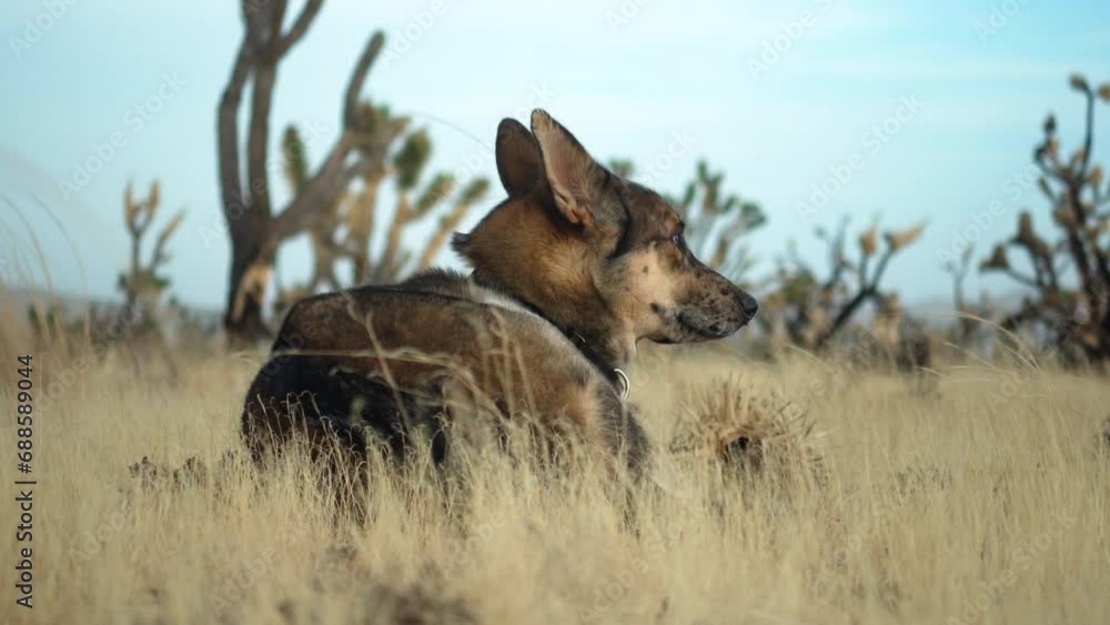 A pet dog is released in the bushes and sits relaxing at Mojave National Preserve, California, United States A pet dog is released in the bushes and sits relaxing at Mojave National Preserve, California, United States