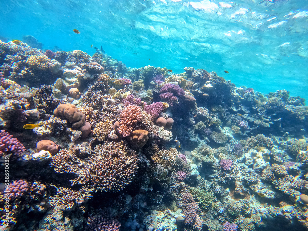 Fototapeta premium Underwater life of reef with corals and tropical fish. Coral Reef at the Red Sea, Egypt.
