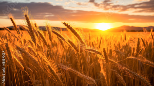Sunset over the golden wheat field under open skies