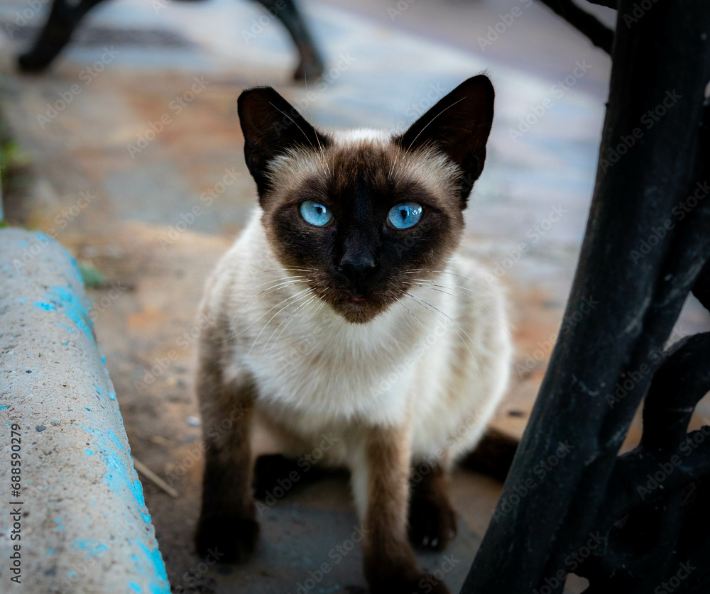 The most stunning stray cat