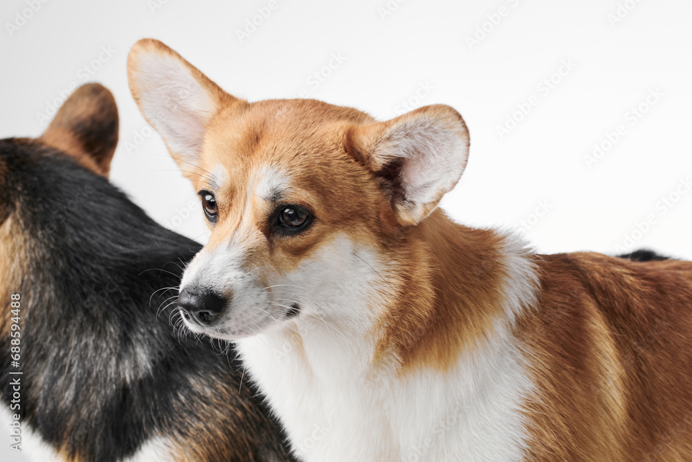 Pembroke Welsh Corgi portrait isolated on white studio background with copy space, family of two purebred dogs Pembroke Welsh Corgi portrait isolated on white studio background with copy space, family of two purebred dogs