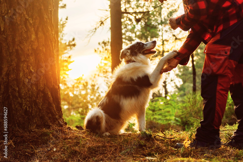 Border collie breed dog shaking hands with his owner in a forest at sunset. Person training his pet. Complicity and unity between dog and owner photo