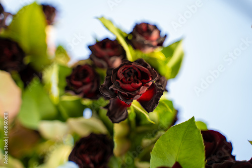The famous black rose in Halfeti district of Sanliurfa. photo