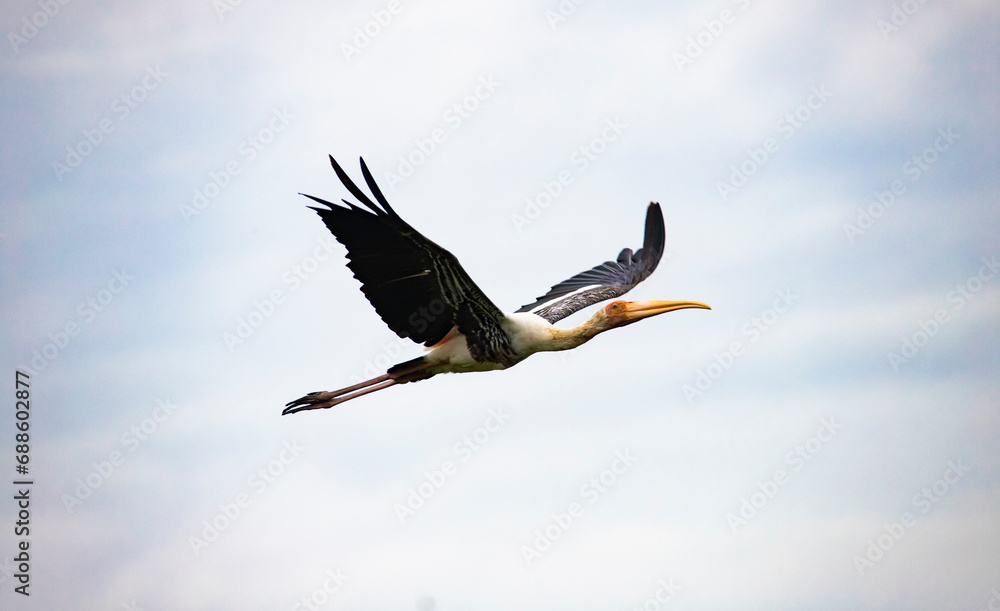 Obraz premium Painted Stork (Mycteria leucocephala) adult in flight