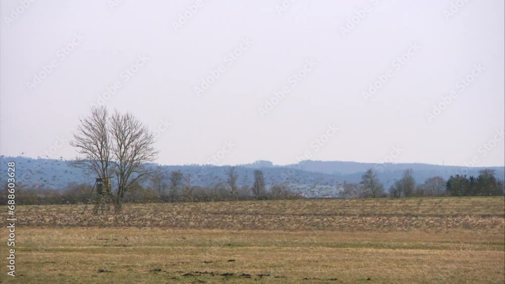 starlings on a meadow in spring starlings on a meadow in spring