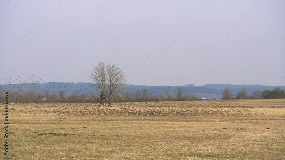 starlings on a meadow in spring