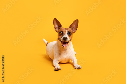 Joyful Jack Russell Terrier on yellow backdrop