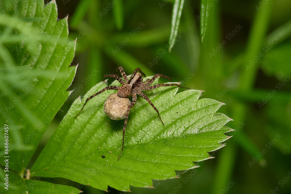 Amazing spider with long legs on its natural environments, Danubian forest, Slovakia Amazing spider with long legs on its natural environments, Danubian forest, Slovakia