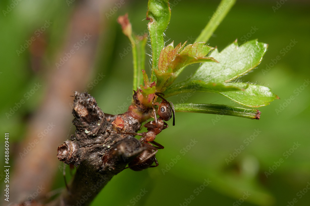 Fototapeta premium Amazing red wood ant,, Formica rufa,, on its natural environment, Danubian forest, Slovakia