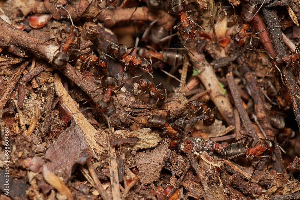 Amazing red wood ant,, Formica rufa,, on its natural environment, Danubian forest, Slovakia Amazing red wood ant,, Formica rufa,, on its natural environment, Danubian forest, Slovakia