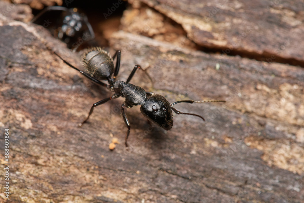 Large black ant,, Camponotus vagus,, on old wood on Danubian forest, Slovakia Large black ant,, Camponotus vagus,, on old wood on Danubian forest, Slovakia