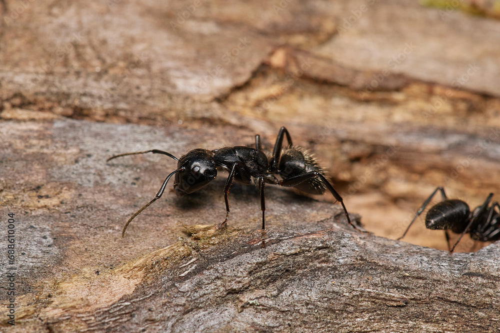 Large black ant,, Camponotus vagus,, on old wood on Danubian forest, Slovakia