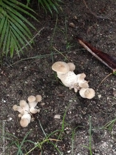 mushroom in the forest