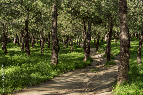 A sandy path through the grass growing in a pine forest