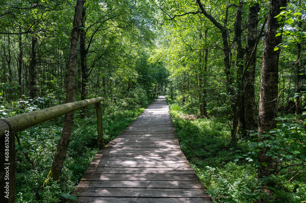 Fototapeta premium In a Birch forest with wooden path in red bog