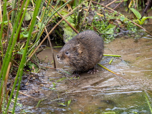 Water Vole on a Frozen Pond © Stephan Morris 