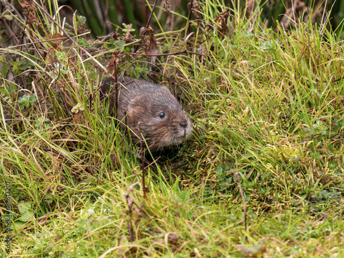 Water Vole in the Grass © Stephan Morris 