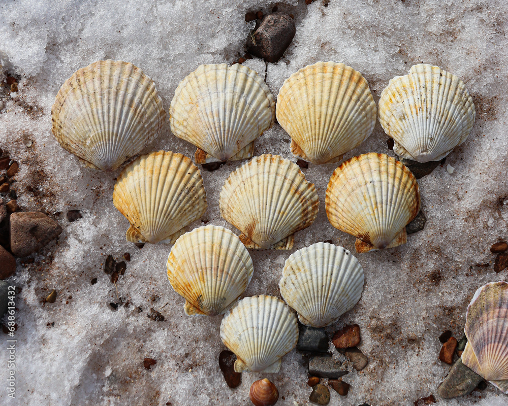 seashells on the beach