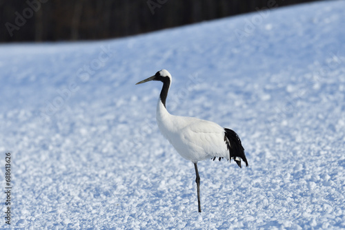 Bird watching, red-crowned crane, in winter