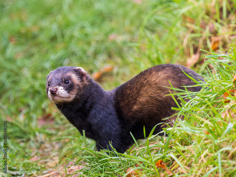 Fototapeta premium Close up of a Polecat
