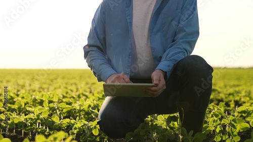 Agriculture. farmer hand. senior farmer inspects field with soybean germs sprouts. farmer hand tablet. agronomist engineer develop engineering designs plans agricultural project. agricultural science