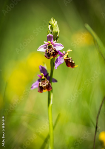 Photos ophrys bourdon