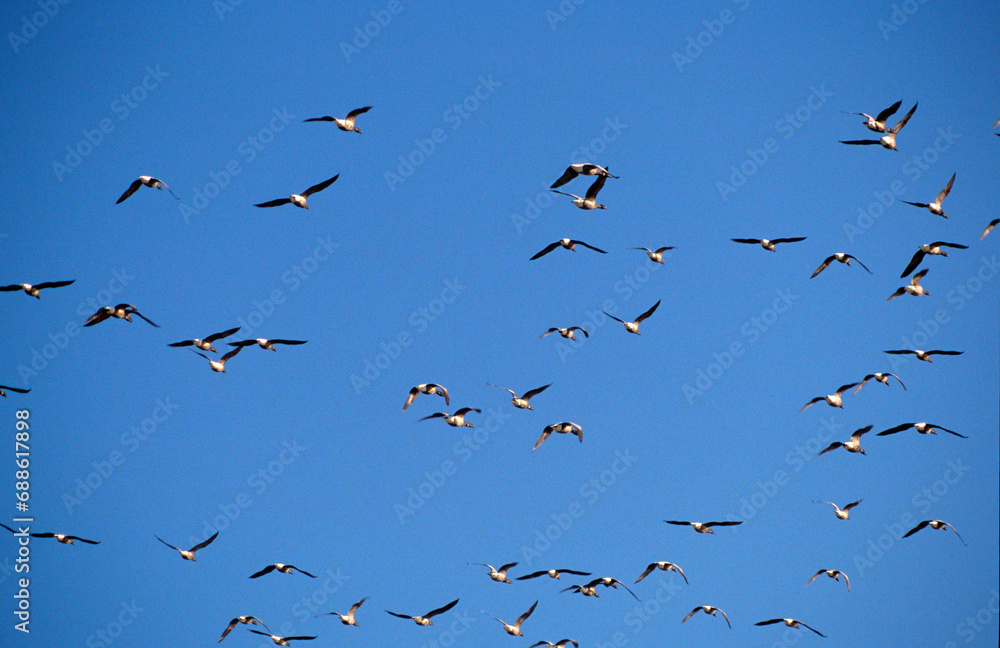 Obraz premium Bernache cravant,.Branta bernicla, Brant Goose