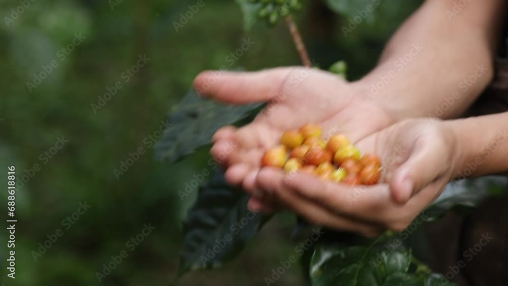 Hand touching a handful of coffee berries, Bright yellow Catimor coffee beans ripen in the hands of a farmer. Hand touching a handful of coffee berries, Bright yellow Catimor coffee beans ripen in the hands of a farmer.