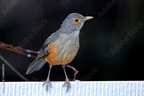 Rufous-bellied Thrush (Turdus rufiventris) perched on a wall in an urban area photo