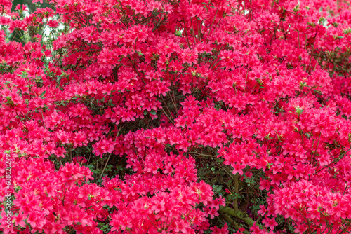 A close-up photo of pink Azalea flowers.