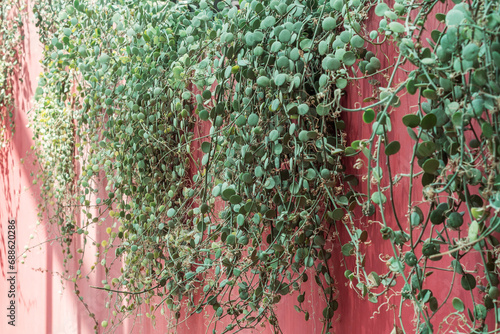 A Dyschidia nummularia plant dangles against a pink wall. photo
