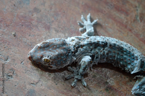 Gecko molting off the old skin on the floor.