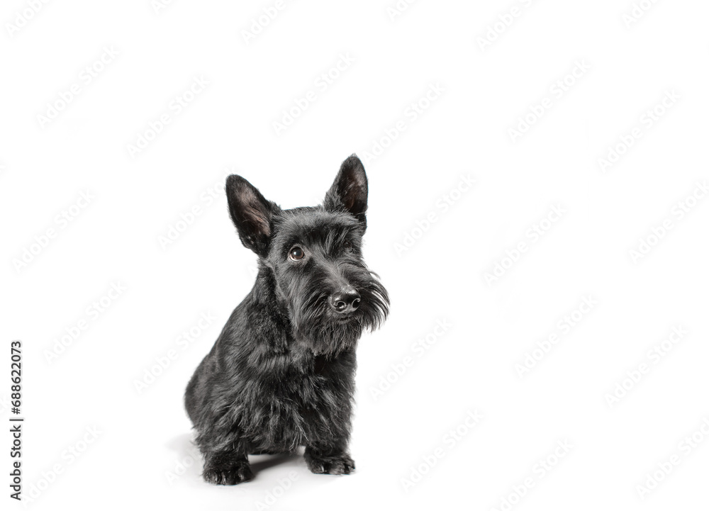 black scotch terrier puppy sitting on a white background