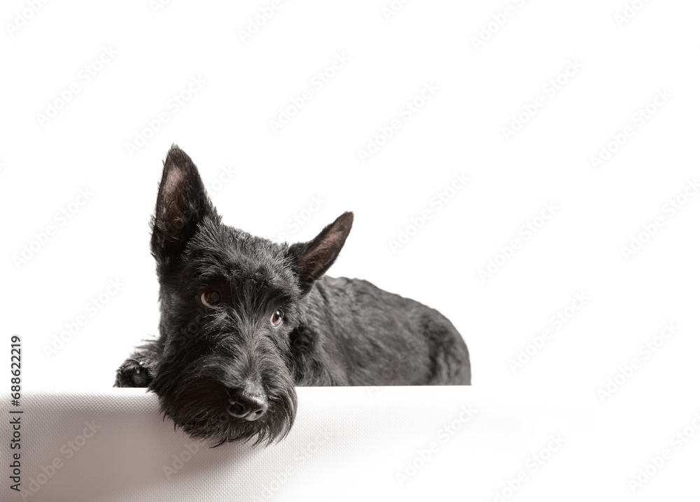 black scottish terrier puppy on a white background