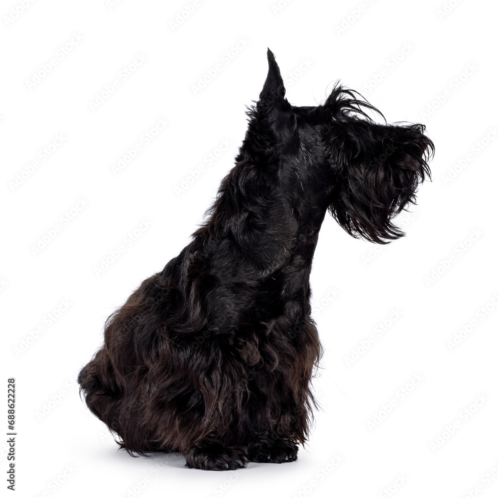 Adorable young solid black Scottish Terrier dog, sitting up side ways. Ears eract, mouth closed and looking away from camera showing profile. Isolated on a white background.