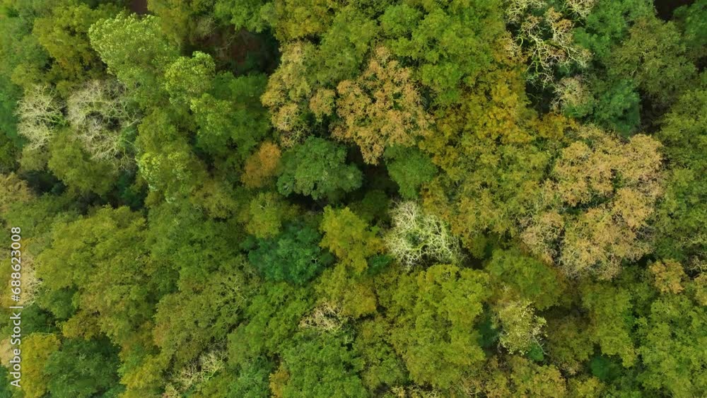 Mountains with very dense autumn forest. Mountains with very dense autumn forest.