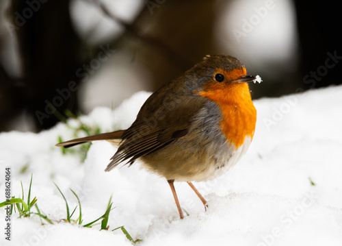 Robin in Snow © Gerard