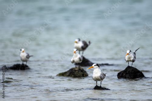 The greater crested tern (Thalasseus bergii), also called crested tern or swift tern. Saudi Arabia.